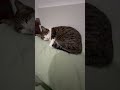 #lifeisbutadream #cat