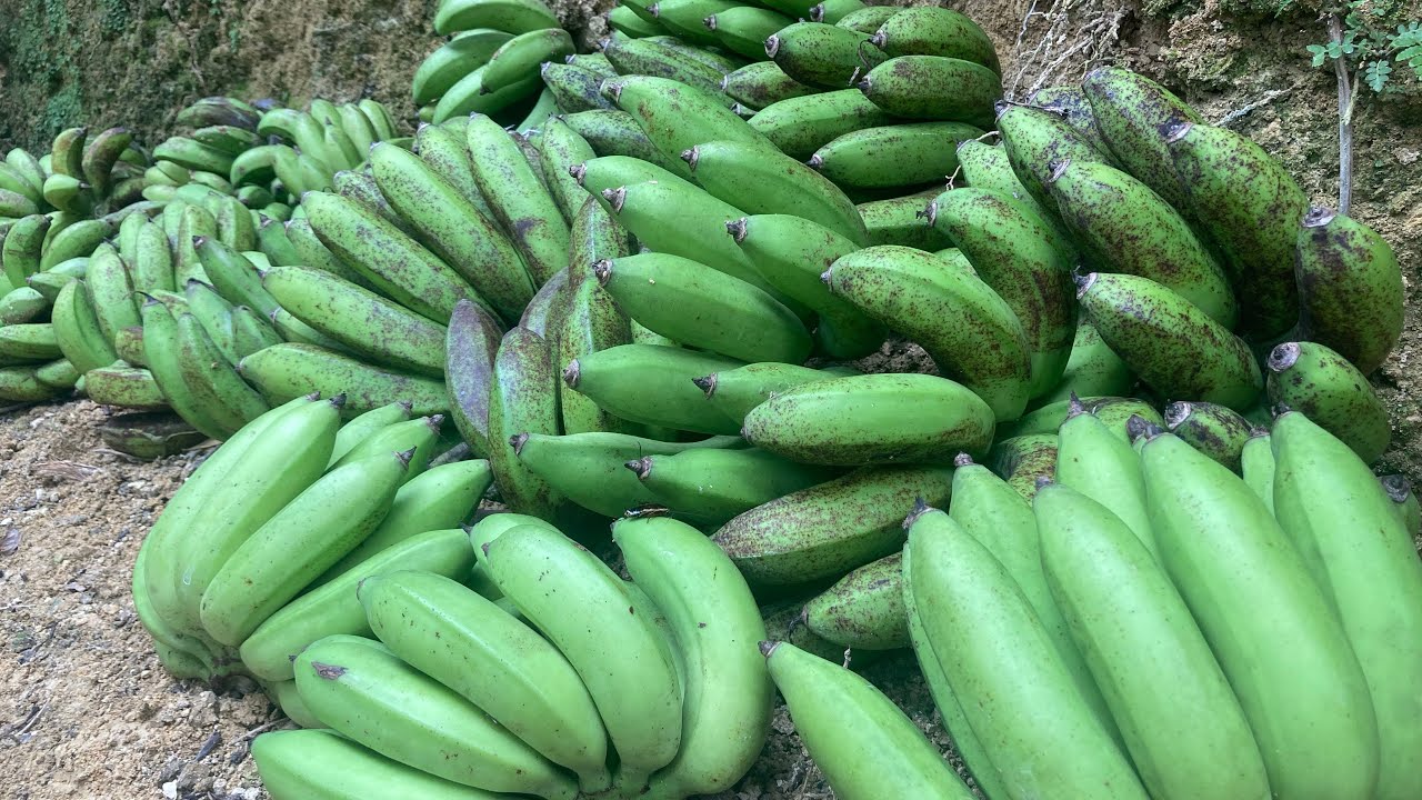 HARVESTING BANANAS