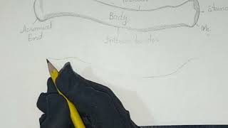 How to Draw Clavicle Bone || Human Anatomy Diagram || Easy Biology Diagram Drawing | part-2 | Update