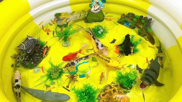 Let's explore what fish and sea creatures there are:sharks,jellyfish#goldfish#animals#viral videos