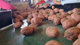 POTATO GRADER MACHINE | SEEMA AGRO INDUSTRIES | HARSOL | #potato #grader MO:- 99983 12375