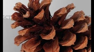 Module 12: Marker Informed Breeding - Program Management