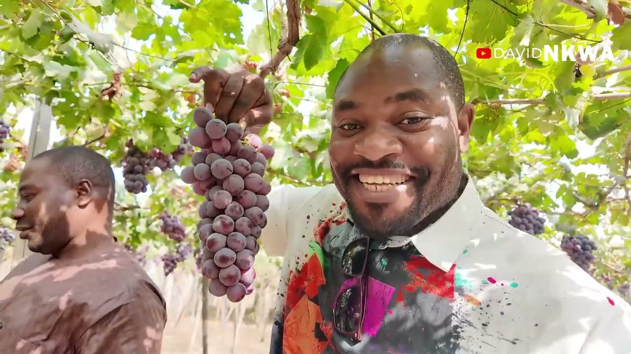 300% в виноградарстве