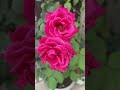 Beautiful 🌹 roses #trending #diy #houseplants #garden #houseplants