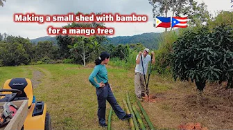 Creating a Simple Greenhouse for Nam Dak Mai Mango with Bamboo