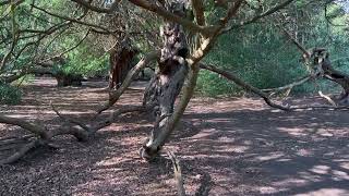 Ancient Yews of Kingley Vale
