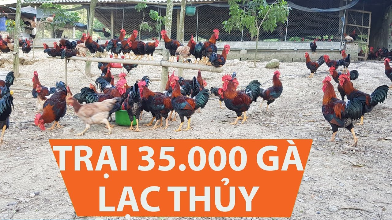 NUÔI 5000 gà LẠC THUỶ KIẾM TRĂM TRIỆU - youtube