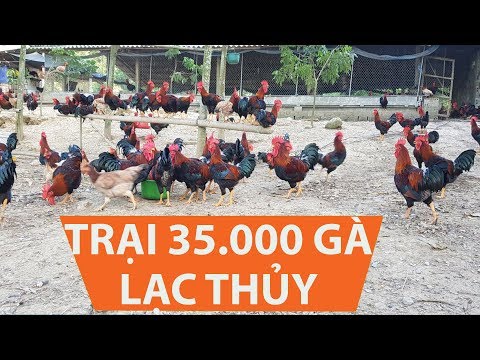 Video NUÔI 5000 gà LẠC THUỶ KIẾM TRĂM TRIỆU - youtube