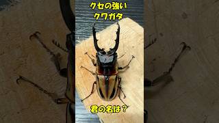 クセが強いクワガタを紹介するぜ!#shorts