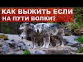 Как выжить при встрече с волками? Что делать если на пути ВОЛК