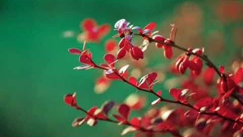 روائع الفجر الشيخ مصطفى عزب ما تيسر من سورة النساء ٤