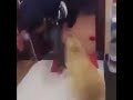 سه گی به وه فا سه گی به وه فا