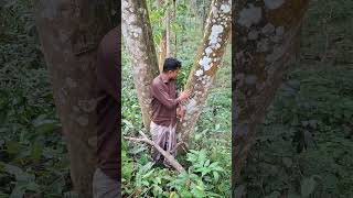 প্রাকৃতিকভাবে বেড়ে ওঠা আগর গাছ #agriculture #agriculturefarming