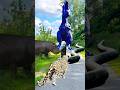 big dinosaur Chase t rex chasing part 2 #shorts #dinosaur #youtubeshorts #youtube #dinosaurs