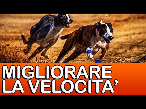 Video: Primi 10 razze di cani pesanti