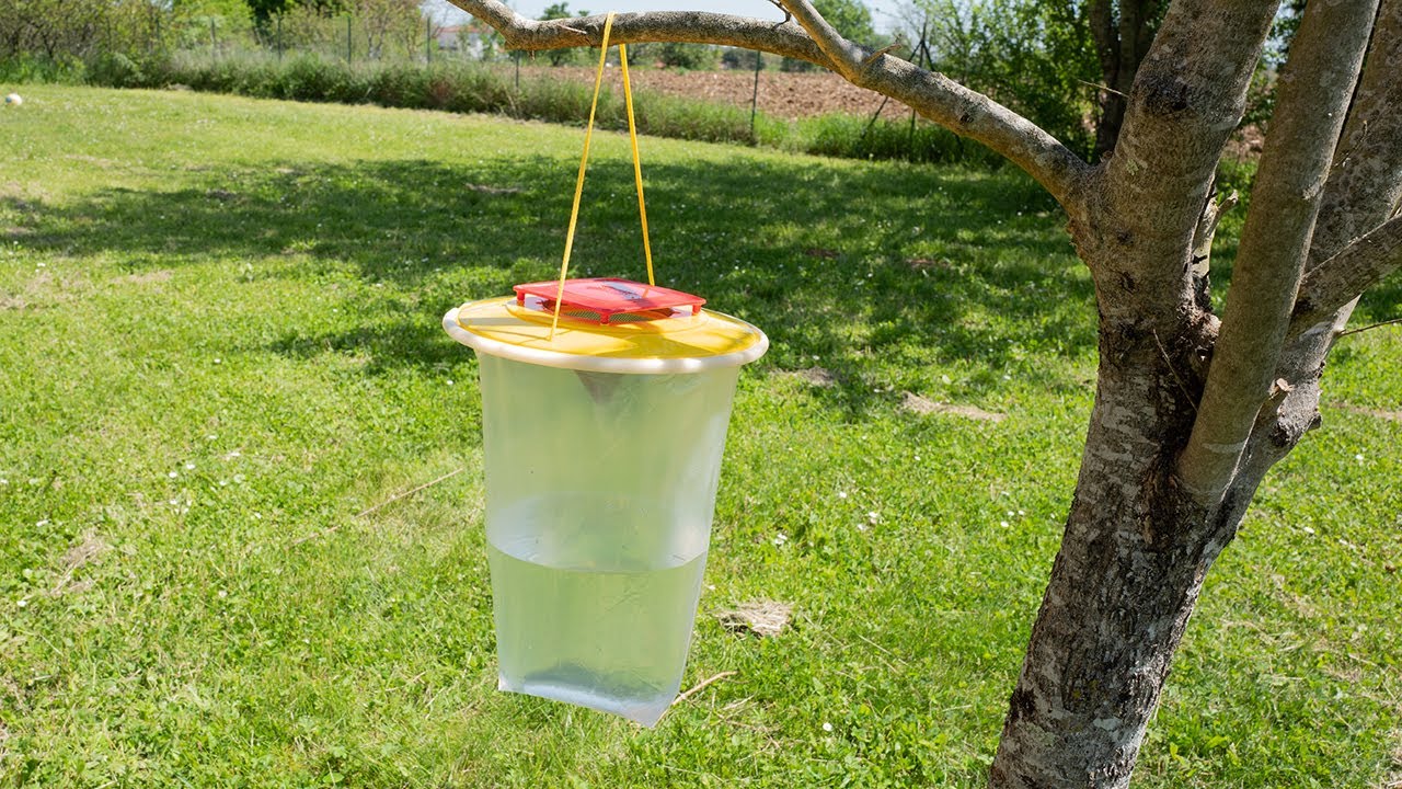 Piège en pot pour moustiques et mouches Weitech Jaune 2 Unités