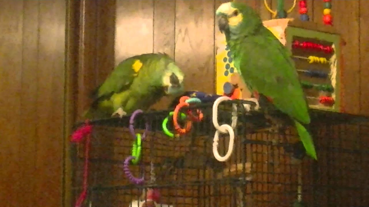 Blue front amazons talking and singing YouTube