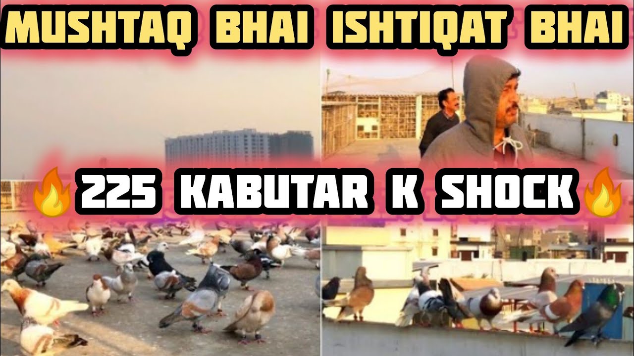 MUSHTAQ Bhai ISHTIQAT Bhai | 225 kabutar k shock | desi Gola Kabootar | cage | kabutar ki video