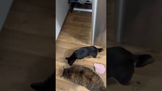 The Difference Between a Dog and a Cat 🐶🐱