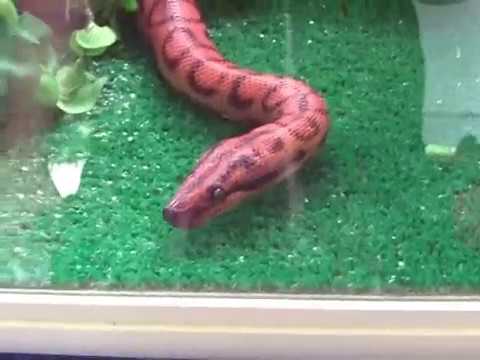 backlash winner Earth Fair Smithville NJ 6 14 09