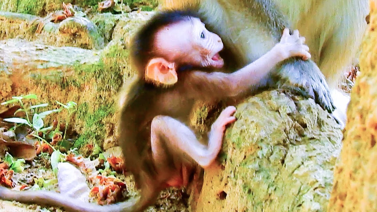 Baby monkey Ara trying to cling mommy Anna