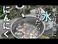 【自然農】「にんにく定植」植え付け前に「水」につけたら・・2022年9月26日【natural farming】