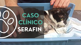 Tratamiento Rehabilitación gato politraumatizado by CRAR Centre de Rehabilitació Animal de Referència 704 views 1 year ago 31 seconds