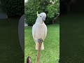 cocktail parrot #parrot #birds #macaw #nature #cutebirds #cockatoo #birdsounds #animals #wildbirds