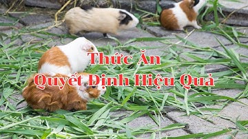 Chuột lang ăn gì? Thức ăn nào tốt cho chuột lang?