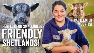 Friendly Shetland Sheep, Perfect for UK Smallholders! Adam's Farm Diaries - Fridays with Fran Ep24