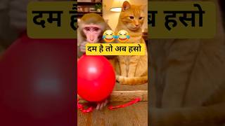 money and cat fanny moment #funny #comedy #monkeyvideo