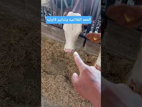 الحمى القلاعيه والتدابير الاوليه لتجنب المرض اكسبلور