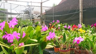 Ready full Cattleya koleksi jamin subur sehat, harga murah sampai sultan knop /berbunga jumbo 