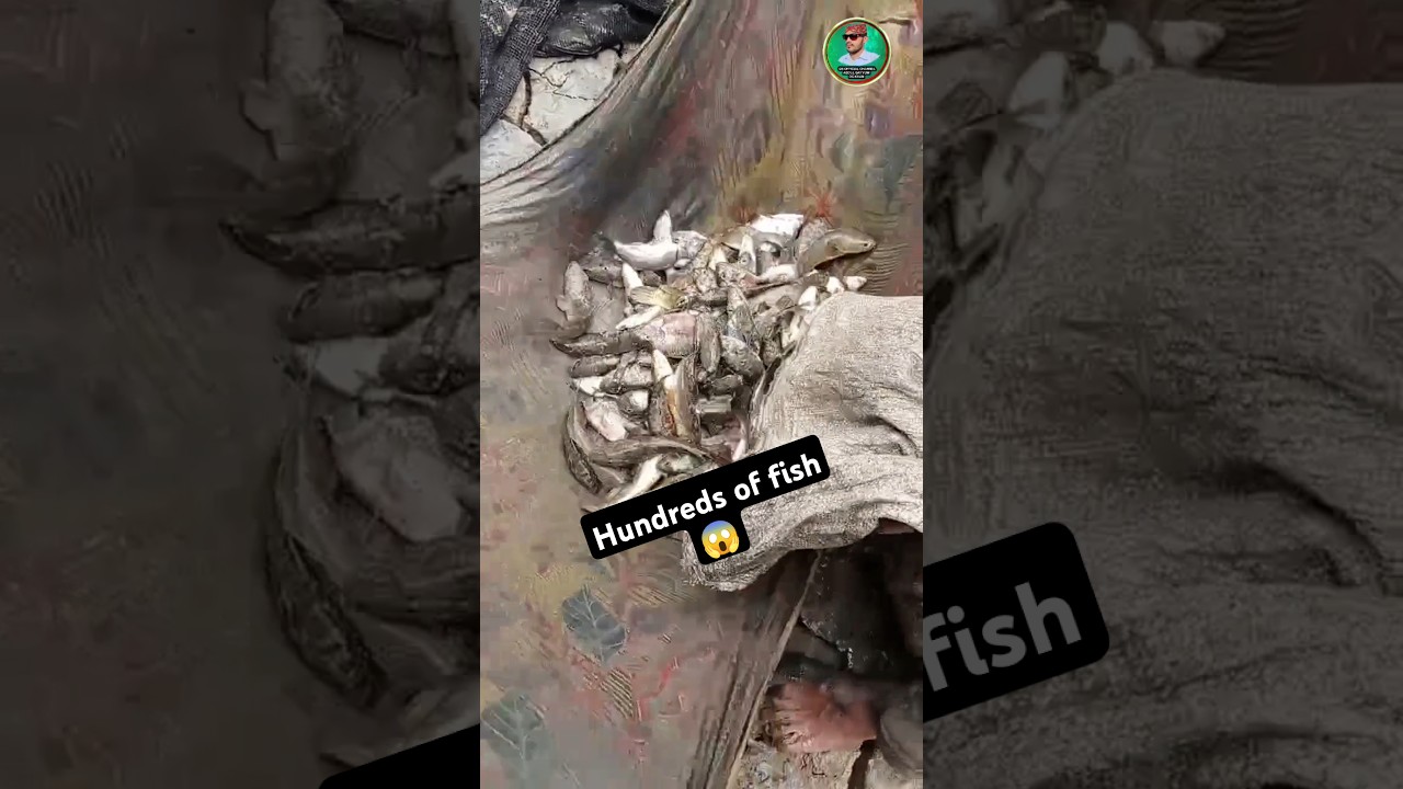 #fish