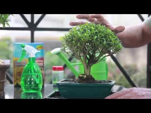 Vídeo: Como Cuidar Do Bonsai