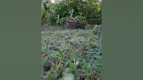 Amazing Quick Bird Trap - Best Bird Trap (100% Work) - How To Make Easy Bird Trap