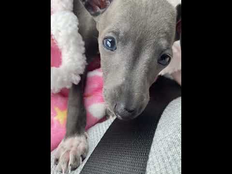 Bringing Home My