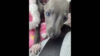 Bringing Home My Iggy Puppy 🐶|Happy Gotya Day | Italian Greyhound Puppy Meets New Forever Family ❤️