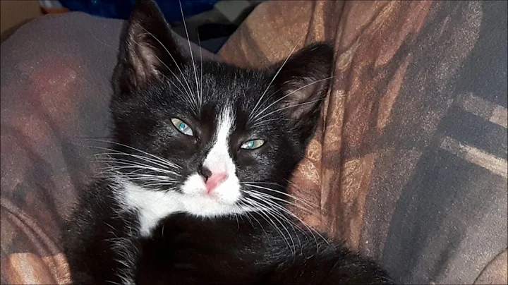 Ozzy...his first year of life