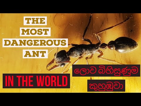 The most dangerous