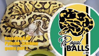 Breeding Ball Pythons; Stacking Genes Part 3