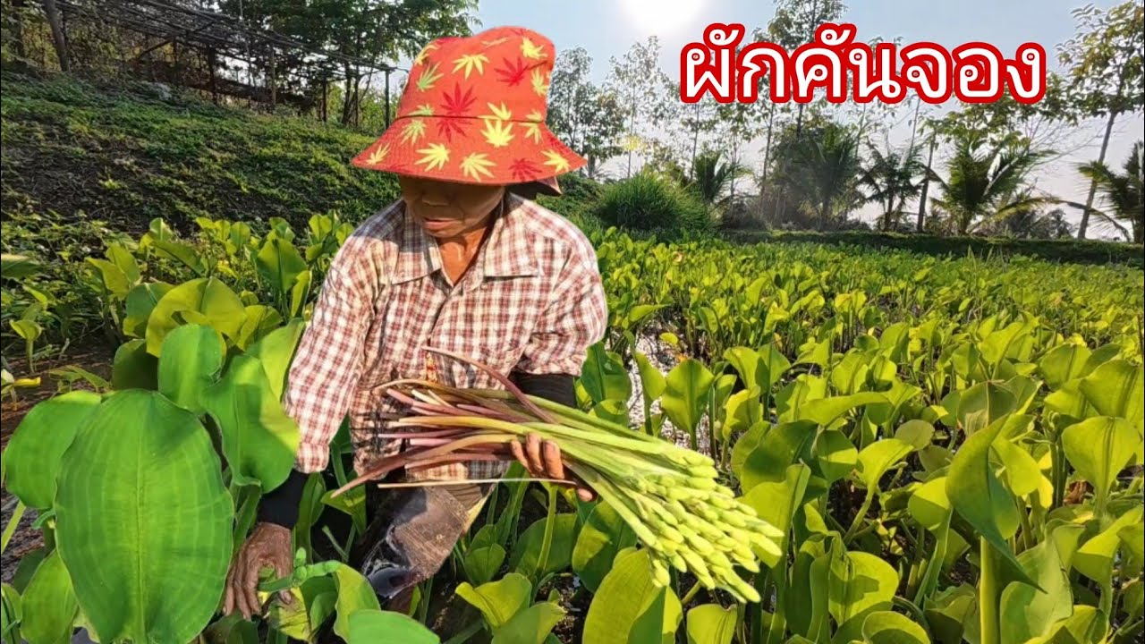 เก็บผักคันจองขายสร้างรายได้หน้าแล้ง