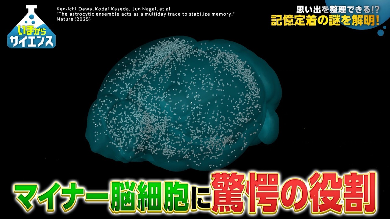 Unraveling the Mechanisms of Memory Consolidation! Latest Brain