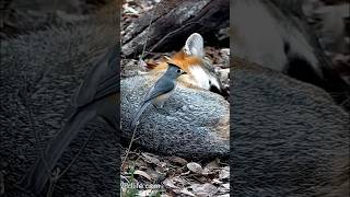 The titmouse and the fox:  Soft fur for lining a nest | #shorts