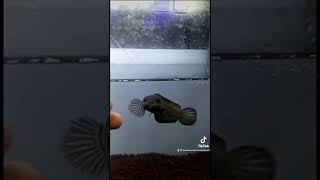 Kapan punya channa barca