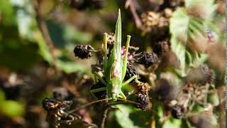 Celebrity A stridulating Great Green Bush Cricket Net Worth