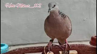 Suara Pikat Terkuku Memanggil Lawan @Pemikat_Burung_112