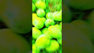 Mini Vlogs mango 🥭🥭🥭.. #vlogging420 #trending #vlogging #travel #trend #vlog #vilar #viralvideo