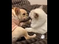 French Bulldog Farts To Cats Face