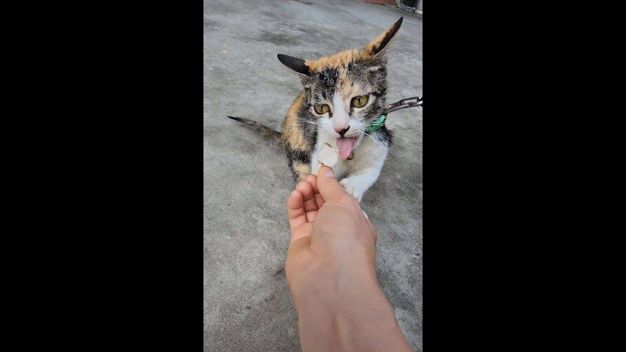 cats eat pig intestines YouTube